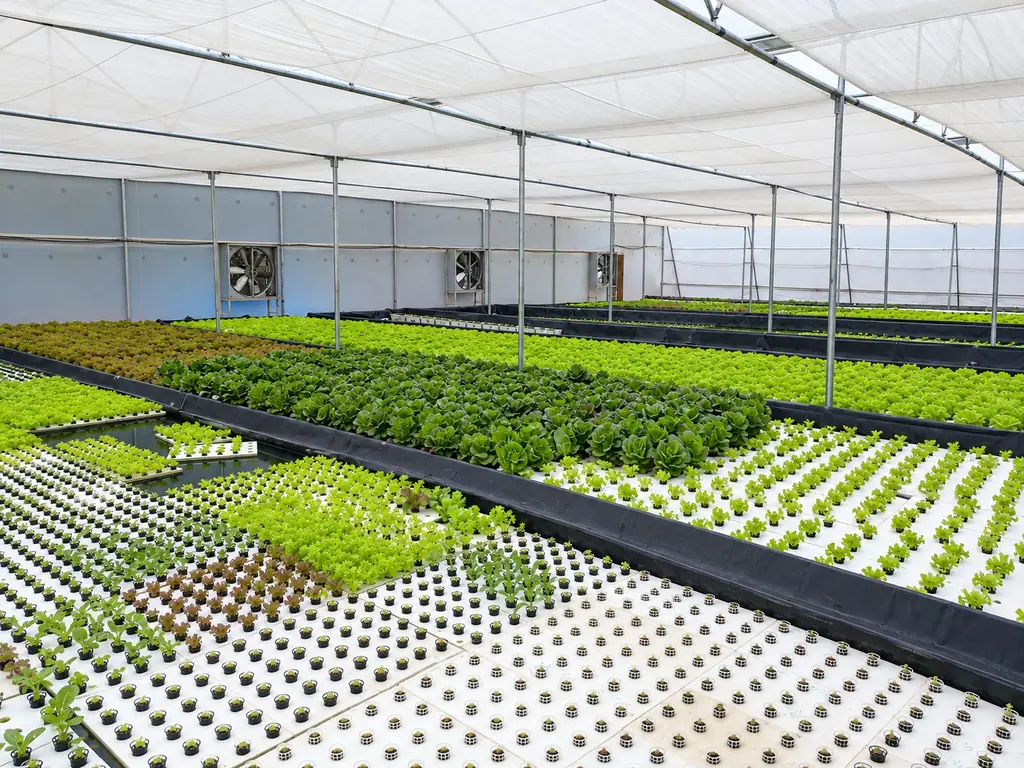 Rows of lettuce on deep-water culture beds inside a fan-ventilated greenhouse at a Triton Foodworks farm