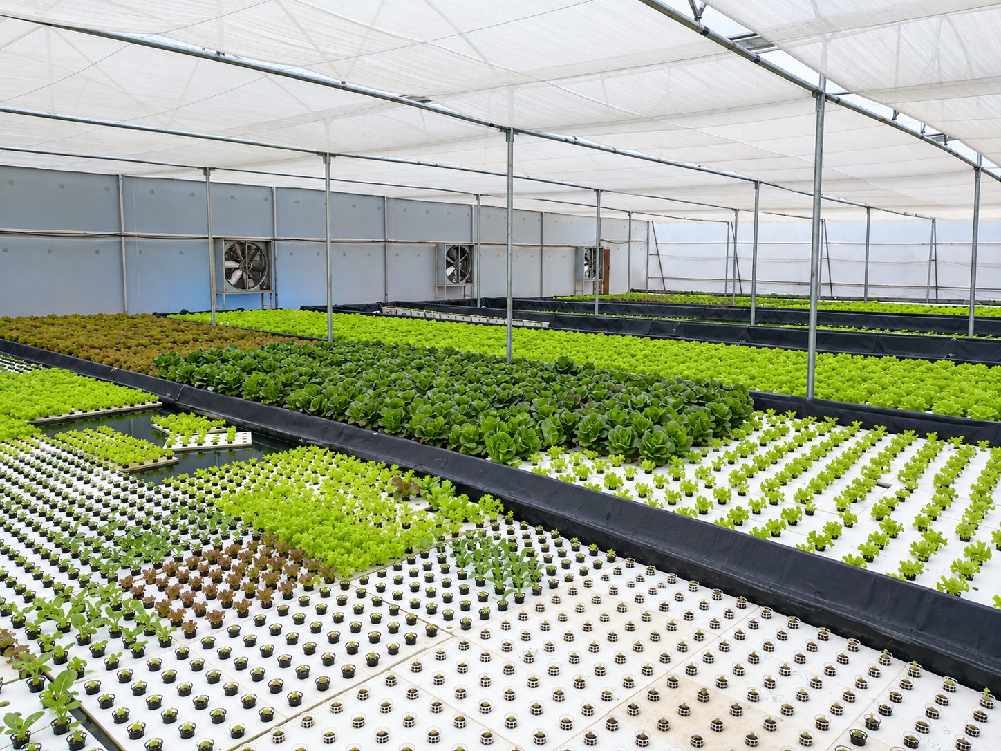 Rows of lettuce on deep-water culture beds inside a fan-ventilated greenhouse at a Triton Foodworks farm
