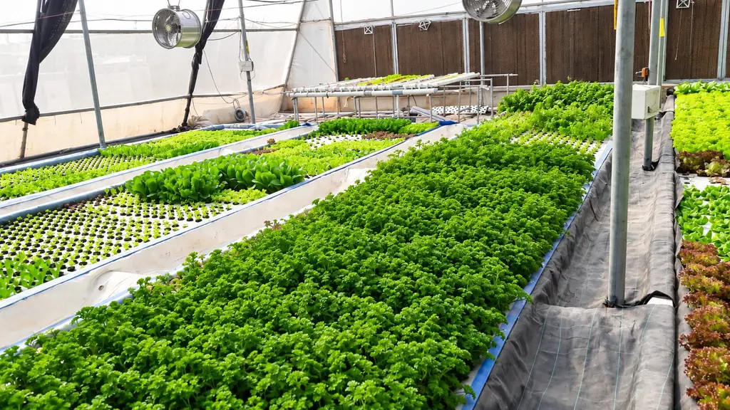 Parsley and lettuce on deep-water beds with NFT racks behind at a Triton Foodworks farm