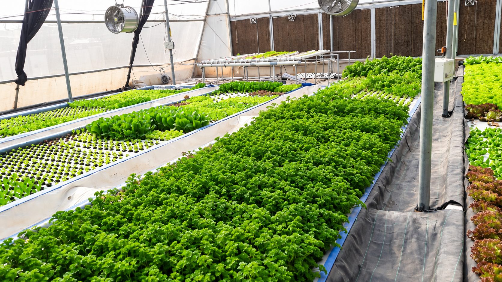 Parsley and lettuce on deep-water beds with NFT racks behind at a Triton Foodworks farm